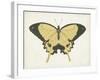 Beautiful Butterfly I-Vision Studio-Framed Art Print