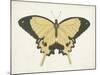 Beautiful Butterfly I-Vision Studio-Mounted Art Print