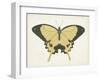 Beautiful Butterfly I-Vision Studio-Framed Art Print