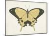 Beautiful Butterfly I-Vision Studio-Mounted Art Print