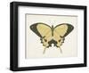 Beautiful Butterfly I-Vision Studio-Framed Art Print