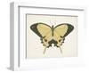 Beautiful Butterfly I-Vision Studio-Framed Art Print