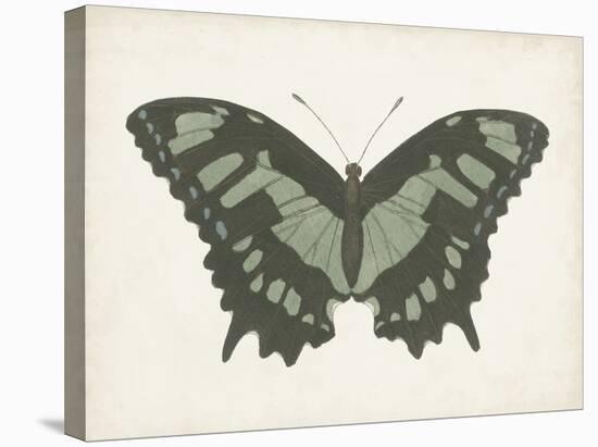 Beautiful Butterfly II-Vision Studio-Stretched Canvas