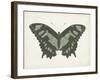 Beautiful Butterfly II-Vision Studio-Framed Art Print