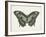 Beautiful Butterfly II-Vision Studio-Framed Art Print