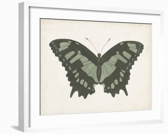 Beautiful Butterfly II-Vision Studio-Framed Art Print