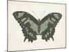 Beautiful Butterfly II-Vision Studio-Mounted Art Print