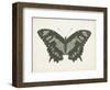 Beautiful Butterfly II-Vision Studio-Framed Art Print