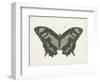 Beautiful Butterfly II-Vision Studio-Framed Art Print