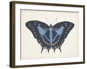 Beautiful Butterfly III-Vision Studio-Framed Art Print