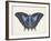 Beautiful Butterfly III-Vision Studio-Framed Art Print