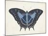 Beautiful Butterfly III-Vision Studio-Mounted Art Print
