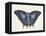 Beautiful Butterfly III-Vision Studio-Framed Stretched Canvas