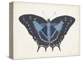 Beautiful Butterfly III-Vision Studio-Stretched Canvas