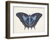 Beautiful Butterfly III-Vision Studio-Framed Art Print