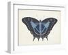 Beautiful Butterfly III-Vision Studio-Framed Art Print