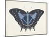 Beautiful Butterfly III-Vision Studio-Mounted Art Print