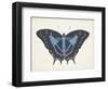 Beautiful Butterfly III-Vision Studio-Framed Art Print