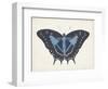 Beautiful Butterfly III-Vision Studio-Framed Art Print