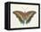 Beautiful Butterfly IV-Vision Studio-Framed Stretched Canvas