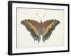 Beautiful Butterfly IV-Vision Studio-Framed Art Print