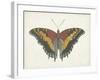 Beautiful Butterfly IV-Vision Studio-Framed Art Print