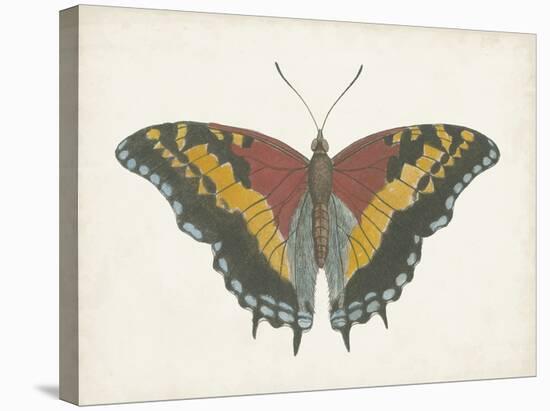 Beautiful Butterfly IV-Vision Studio-Stretched Canvas