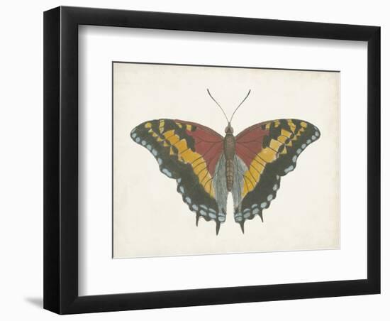 Beautiful Butterfly IV-Vision Studio-Framed Art Print