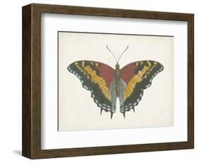 Beautiful Butterfly IV-Vision Studio-Framed Art Print