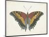 Beautiful Butterfly IV-Vision Studio-Mounted Art Print