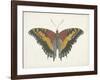 Beautiful Butterfly IV-Vision Studio-Framed Art Print