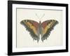 Beautiful Butterfly IV-Vision Studio-Framed Art Print