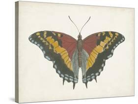 Beautiful Butterfly IV-Vision Studio-Stretched Canvas