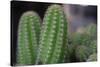 Beautiful Cactus Close-Up on One with Little Cactuses on the Background and a Tall Cactus beside It-Xy Simon-Stretched Canvas