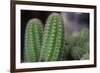 Beautiful Cactus Close-Up on One with Little Cactuses on the Background and a Tall Cactus beside It-Xy Simon-Framed Photographic Print