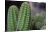 Beautiful Cactus Close-Up on One with Little Cactuses on the Background and a Tall Cactus beside It-Xy Simon-Mounted Photographic Print