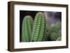 Beautiful Cactus Close-Up on One with Little Cactuses on the Background and a Tall Cactus beside It-Xy Simon-Framed Photographic Print