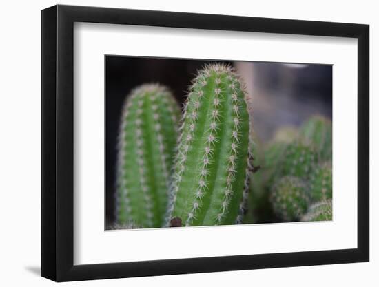 Beautiful Cactus Close-Up on One with Little Cactuses on the Background and a Tall Cactus beside It-Xy Simon-Framed Photographic Print