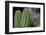 Beautiful Cactus Close-Up on One with Little Cactuses on the Background and a Tall Cactus beside It-Xy Simon-Framed Photographic Print