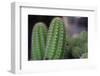 Beautiful Cactus Close-Up on One with Little Cactuses on the Background and a Tall Cactus beside It-Xy Simon-Framed Photographic Print