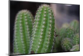 Beautiful Cactus Close-Up on One with Little Cactuses on the Background and a Tall Cactus beside It-Xy Simon-Mounted Photographic Print