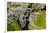 Beautiful Cherry Blossom and Willow in Ueno Park, Tokyo, Japan, Asia-Martin Child-Framed Photographic Print