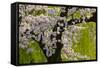 Beautiful Cherry Blossom and Willow in Ueno Park, Tokyo, Japan, Asia-Martin Child-Framed Stretched Canvas