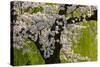 Beautiful Cherry Blossom and Willow in Ueno Park, Tokyo, Japan, Asia-Martin Child-Stretched Canvas