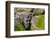 Beautiful Cherry Blossom and Willow in Ueno Park, Tokyo, Japan, Asia-Martin Child-Framed Photographic Print