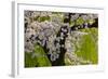 Beautiful Cherry Blossom and Willow in Ueno Park, Tokyo, Japan, Asia-Martin Child-Framed Photographic Print