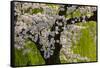 Beautiful Cherry Blossom and Willow in Ueno Park, Tokyo, Japan, Asia-Martin Child-Framed Stretched Canvas