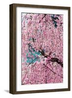 Beautiful Cherry Blossom in Full Bloom in Tokyo Imperial Palace East Gardens, Tokyo, Japan, Asia-Martin Child-Framed Photographic Print