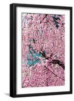 Beautiful Cherry Blossom in Full Bloom in Tokyo Imperial Palace East Gardens, Tokyo, Japan, Asia-Martin Child-Framed Photographic Print