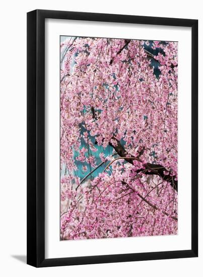 Beautiful Cherry Blossom in Full Bloom in Tokyo Imperial Palace East Gardens, Tokyo, Japan, Asia-Martin Child-Framed Photographic Print